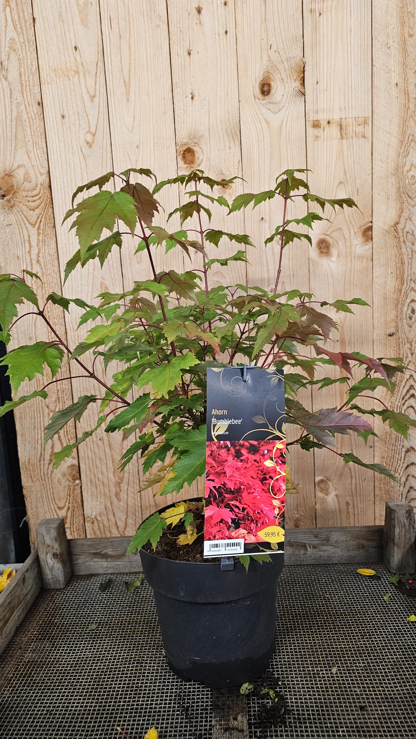 Ahorn 'Bumblebee' Acer rubrum Eindrucksvolle Solitärbaum Herbstfärbung von gelb- orange bis rote Blätter – Produktfoto 1